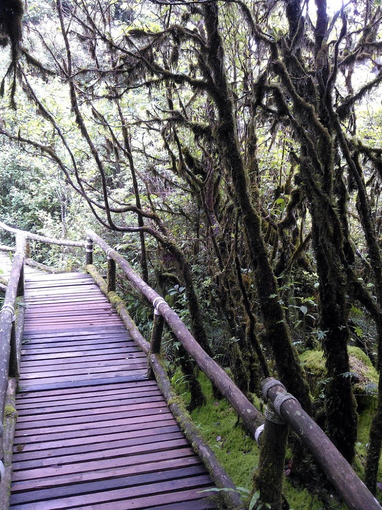 Ang ka nature trail-doi inthanon by franmida