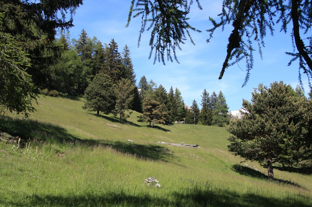 Varen - Clairière dans le forêt du Varenerwald by Charly-G. Arbellay