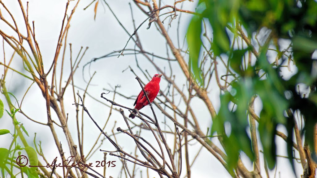 Piranga rubra (cardenal), Naranjo, Costa Rica by Melsen Felipe