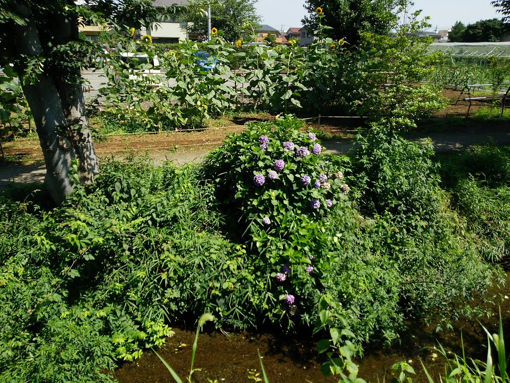 ヒマワリ・アジサイ・野火止用水　Sunflower, Hydrangea and Nobidome-Yosui Aqueduct by Stokesia