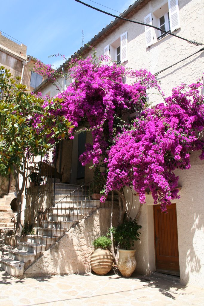 Ramatuelle, Provance, France by Aleksandra Markisz