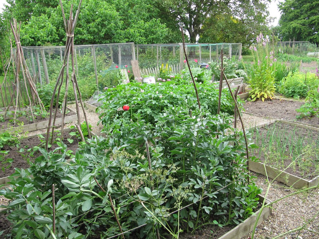 The allotment at Monks House, Rodmell, Lewes, East Sussex by oldchippy