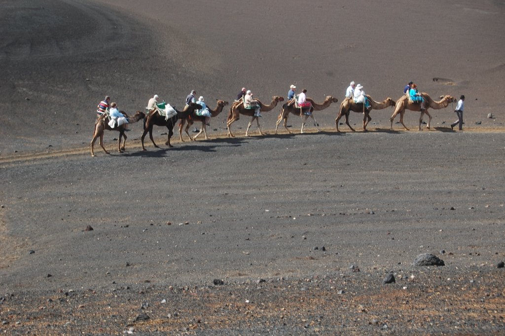 Camel Ride, Lanzarote by sceiri