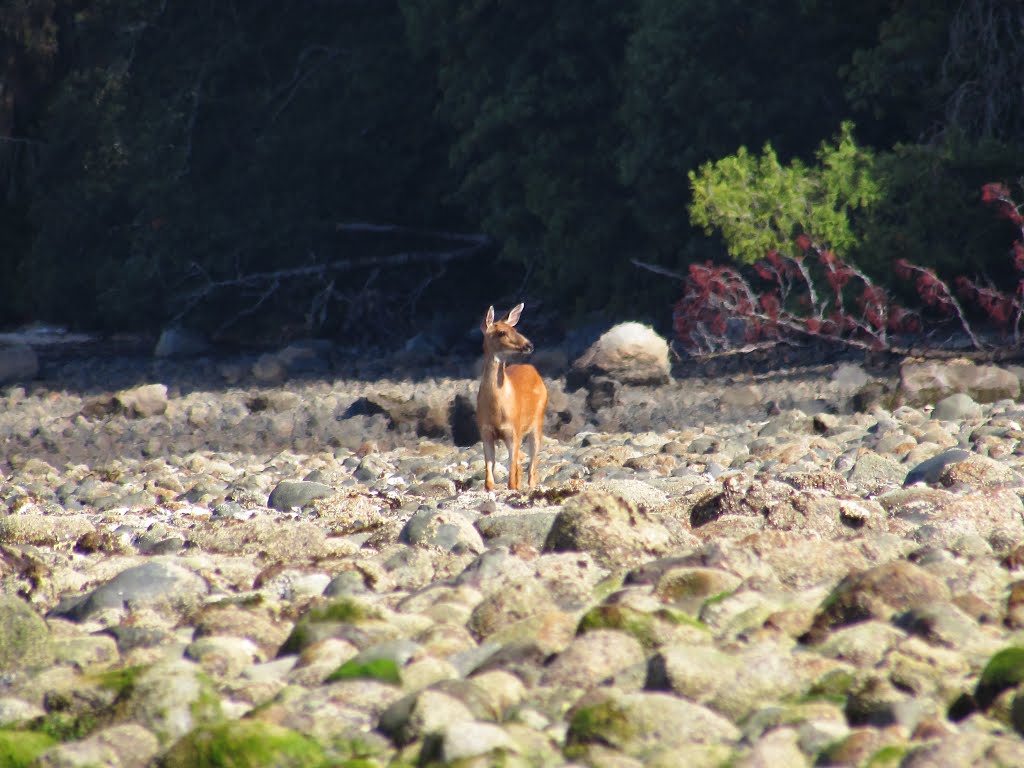 Powell River, BC, Canada by Chris Sanfino