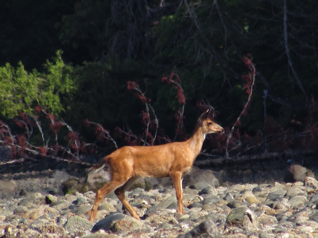 Deer on Willingdon Beach by Chris Sanfino