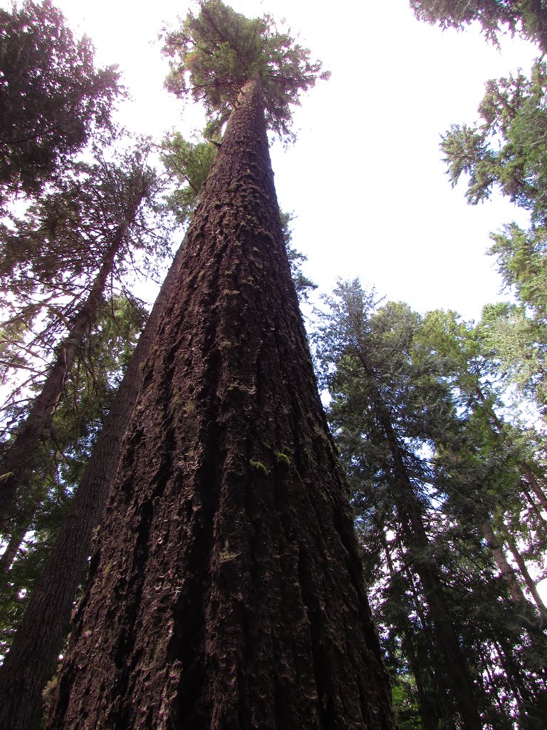 Tall Fir at Lupin Creek by Chris Sanfino