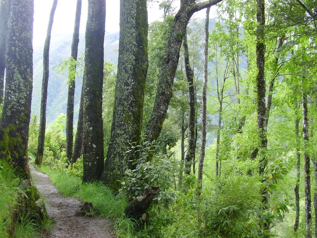 Bosque cerca de la Aldea Trawü Peyum en Curarrehue by Cristobal Puig