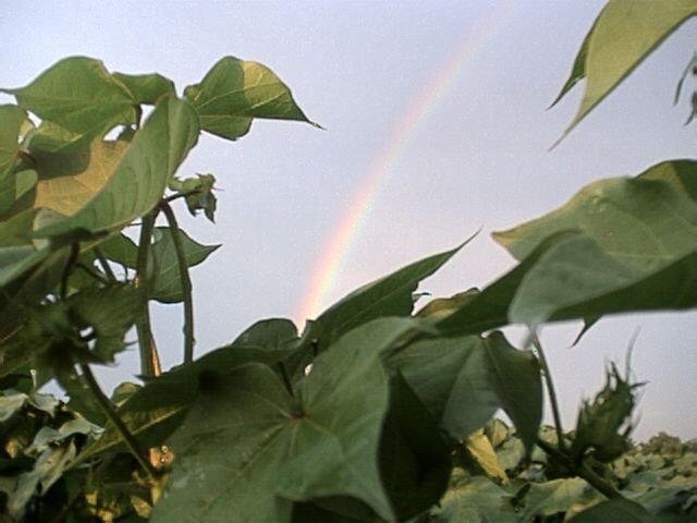 Rainbow Through Cotton Plants by Doug Wilhite