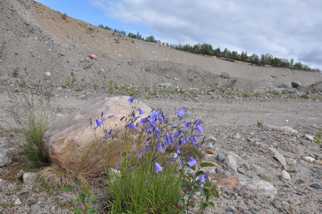 Среди камней. Колокольчик персиколистный (Campanula persicifolia L.) by Людмила Гончарова