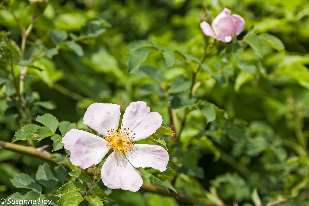 Heckenrose by Muntanella Susanne H…