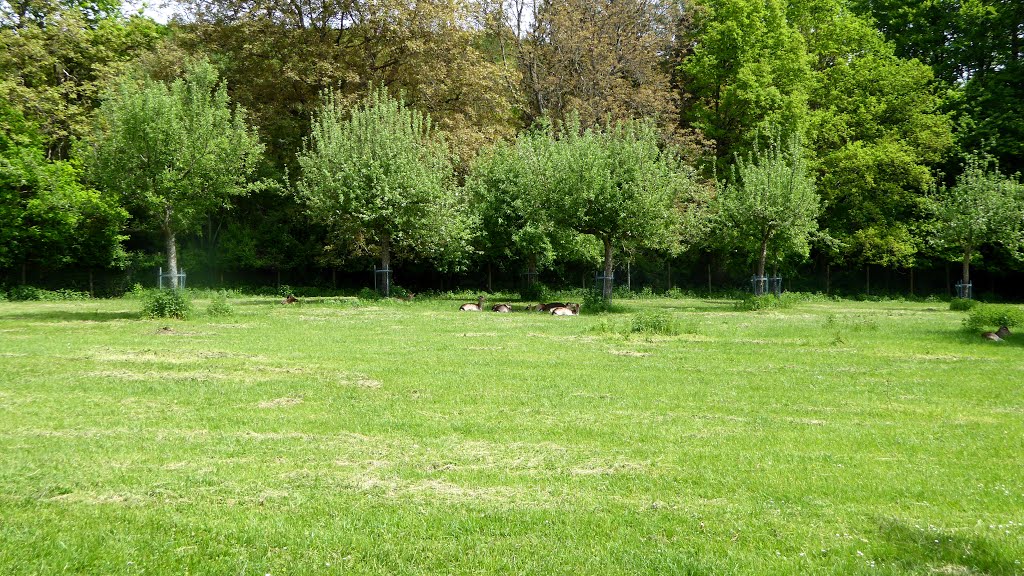 Bodensee Salem : Rehe am Affenberg-Gelände Salem.12.05.2015 by Manfred Nowag