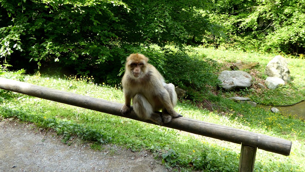 Bodensee Affenberg-Salem : 200 Berberaffen leben im hoch-eingezäunten Affenberg von Salem. by Manfred Nowag