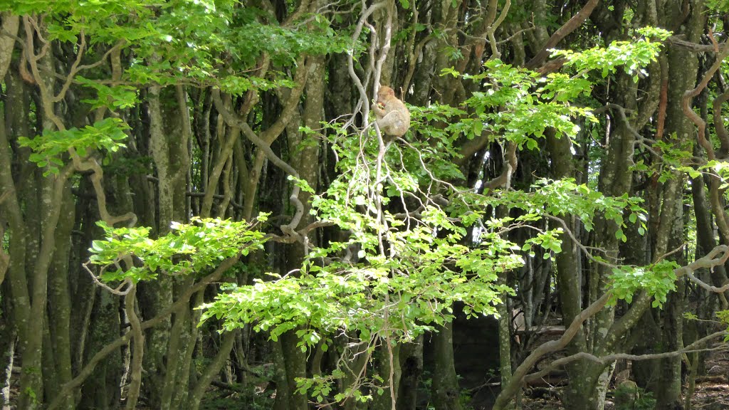 Affenberg Salem : Ein junger Berberaffe geniest seine Karotte im dichten Urwald. 12.05.2015 by Manfred Nowag