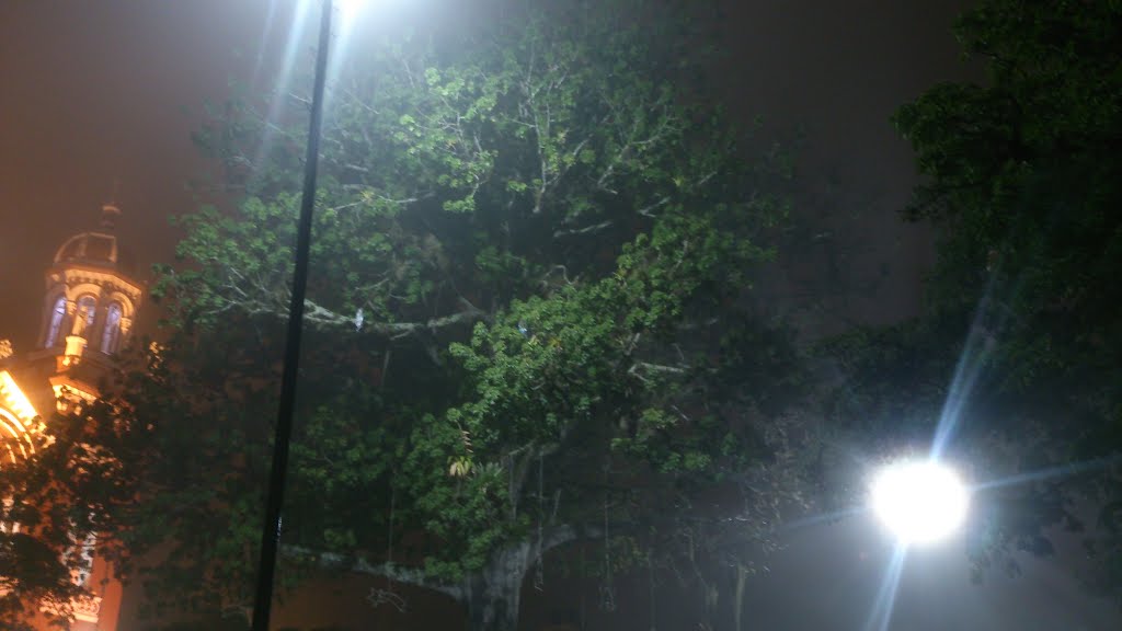 Arbol historico Ceiba parque principal Caqueza by leider velasquez