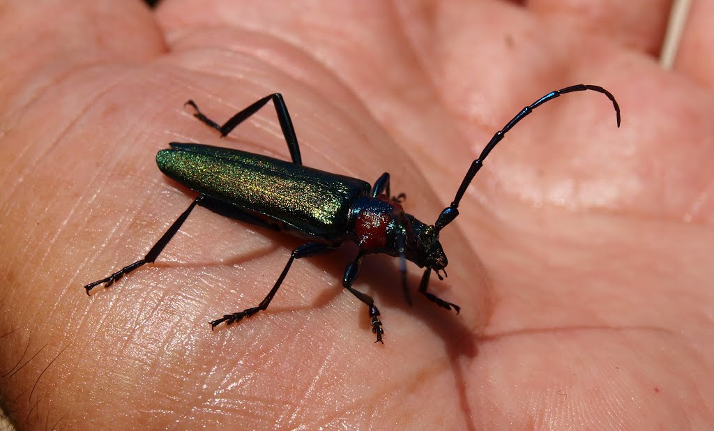 Aromia moschata by mundele.