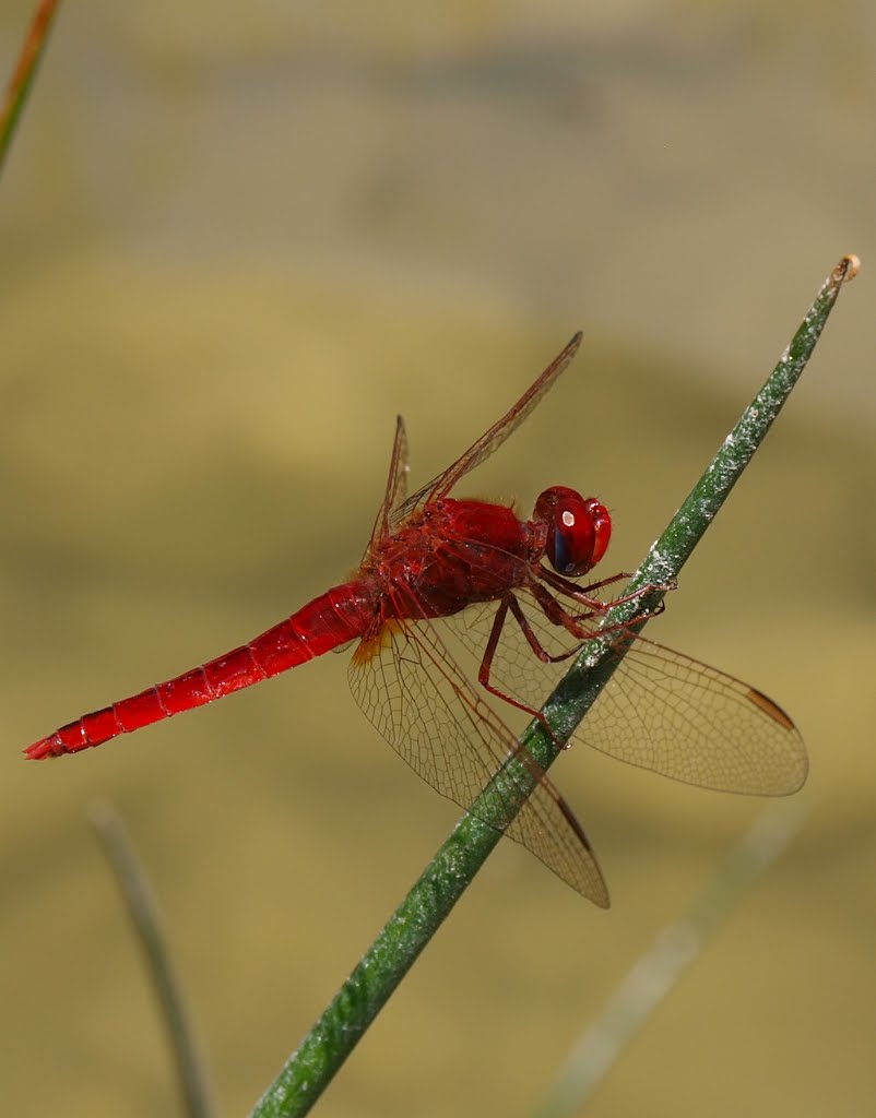 Crocothemis erythraea. by mundele.