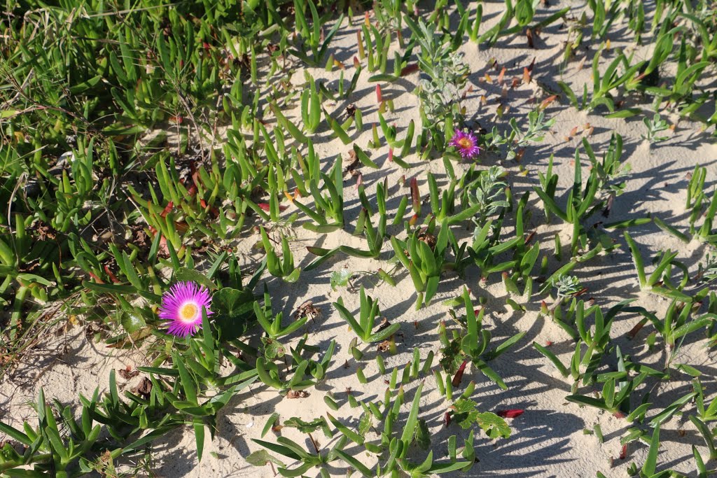 Flores na Praia de Itapirubá, SC, Brasil (Lado Sul) by Zenório Piana