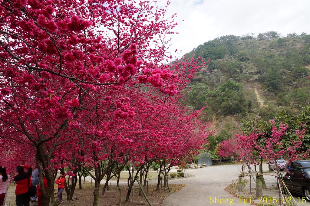 箱根溫泉會館櫻花 南投縣埔里鎮中山路一段62號 2015-02-15 Tai by Tai2 泰