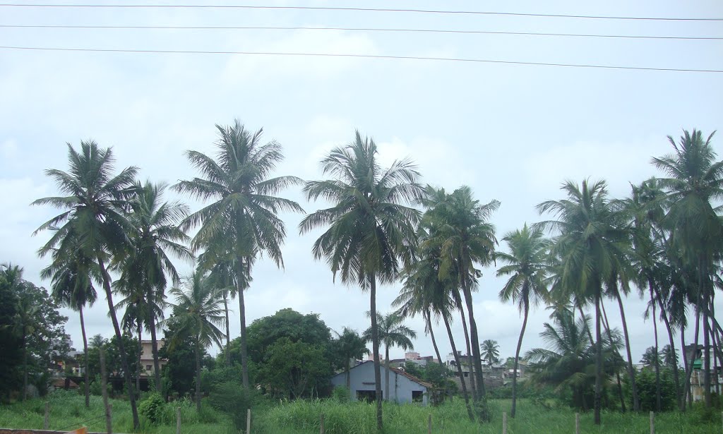 Murungambaakkam (Pondy) முருங்கம்பாக்கம் മുരുങ്ങംബാക്കം మురున్గంబక్కం मुरुंगमपाक्कम - 6518 by dhanasekarangm