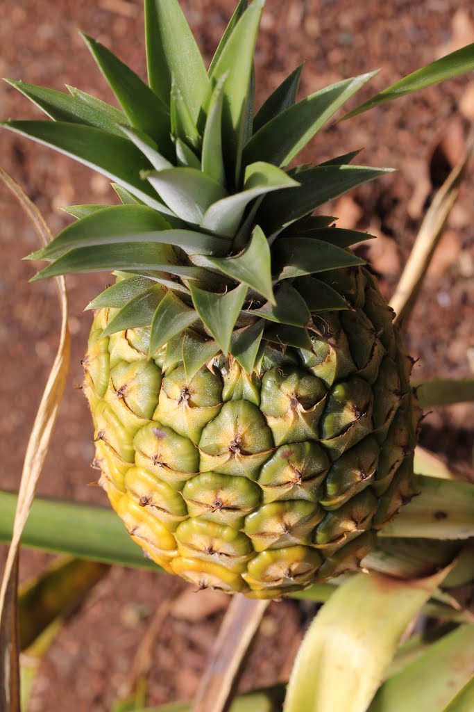 Pineapple-2015a.jpg by James Popple