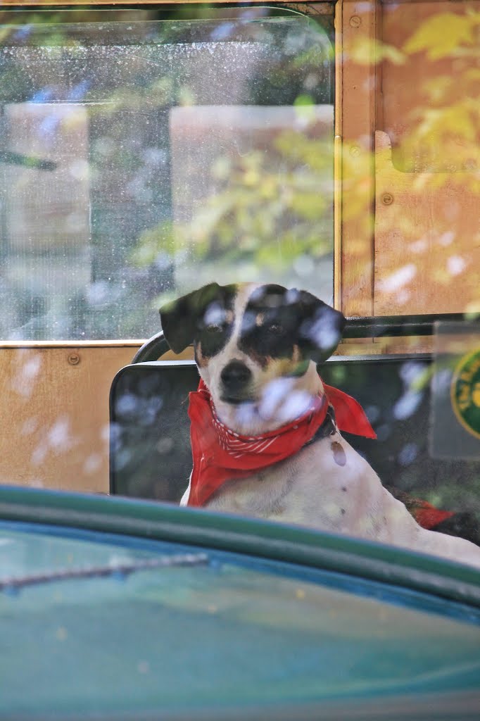 Jack .. the co driver ~ Woodhall Spa 1940's festival weekend 2015 by Steve. D