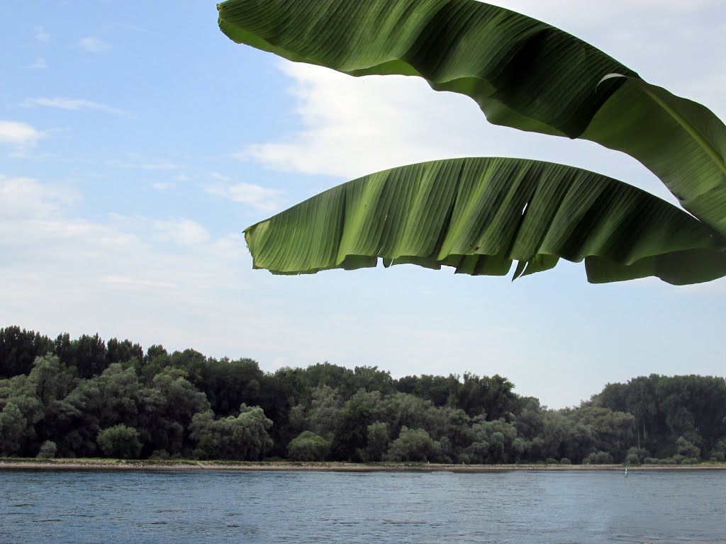 Der Rhein bei Neuburgweier by Baden de