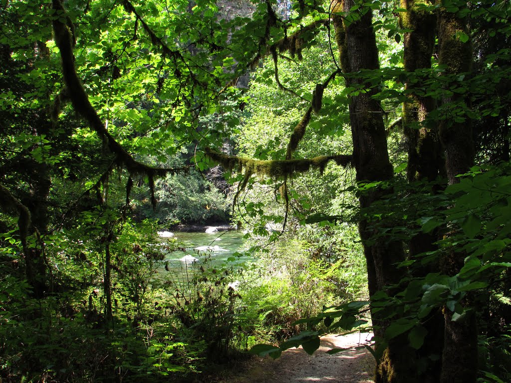 Stamp River Trail by Chris Sanfino