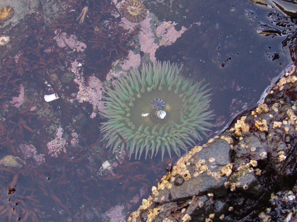 Anemone & Limpets in Amphitrite Point Tidal Pool by Chris Sanfino