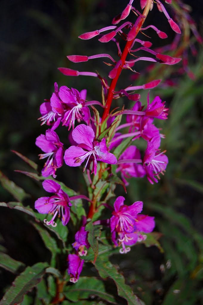 Chamerion angustifolium - Maitohorsma by Aarresaari