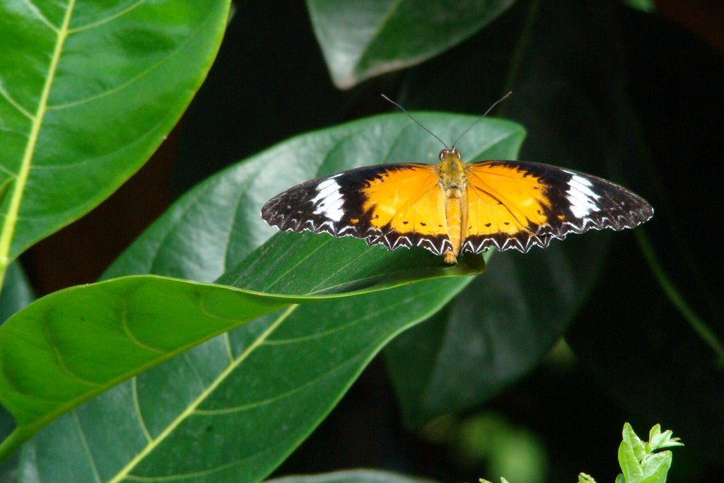 Bướm Giáp cánh ren vạch trắng - tên khoa học (Cethosia cyane) by Nhựt Trịnh Minh