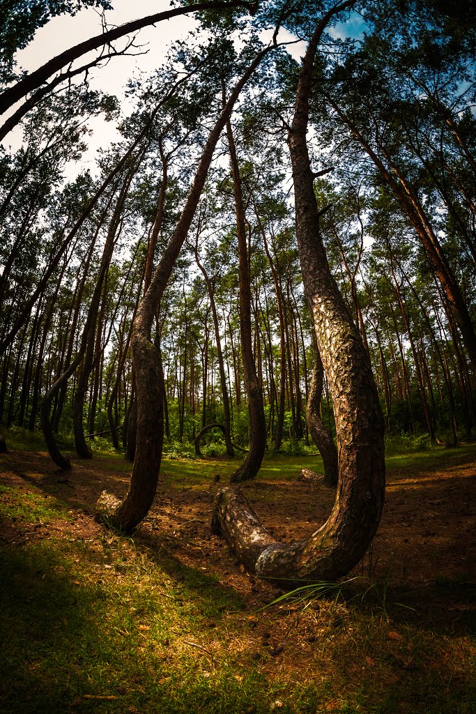 The Crooked forest by Michael B. Rasmussen…