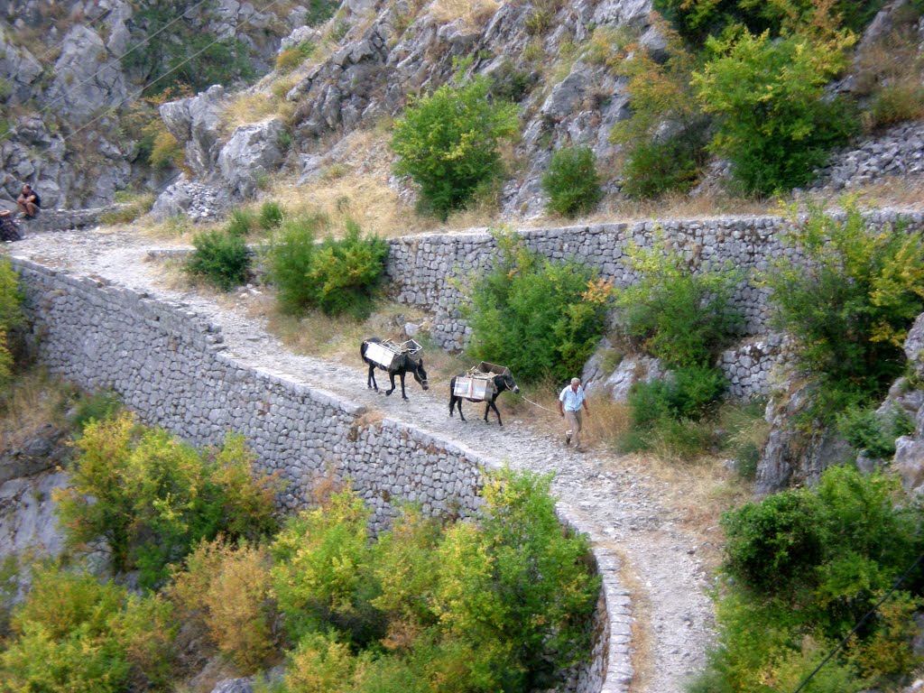 Transport magarcima... nezamenjivo! by alekhata