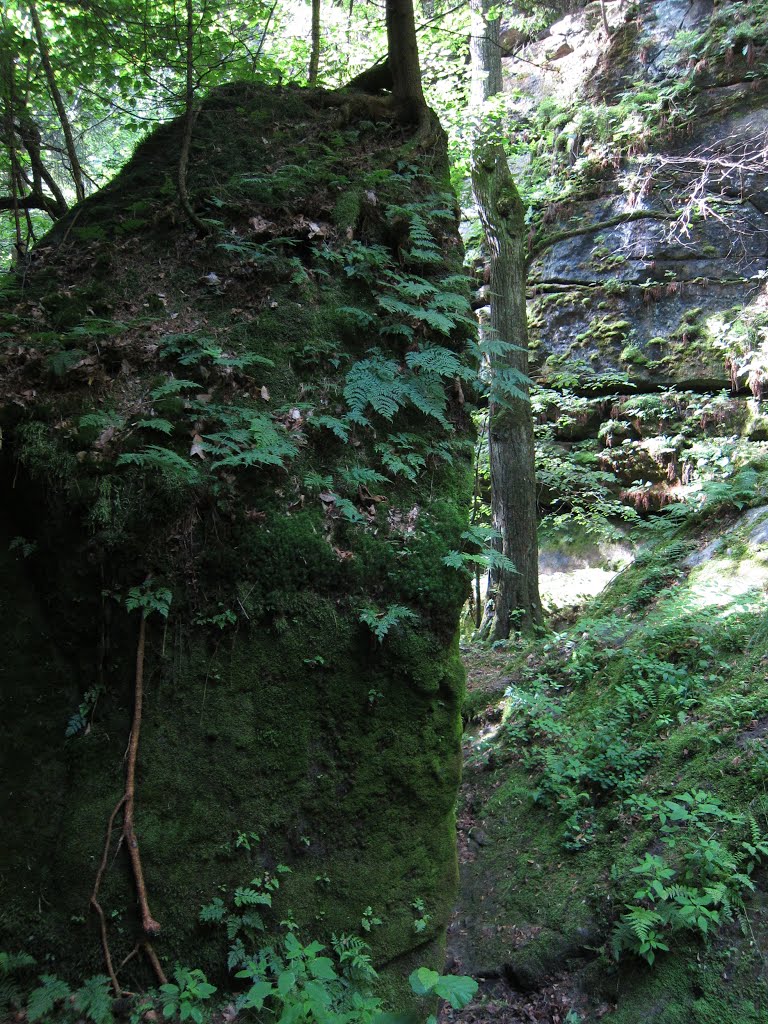 Farn bewachsene Steine by Siegfried Koegler