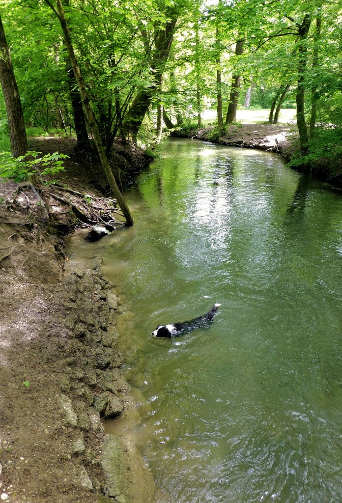 Canides Vergnügen - Mai-Impression im Englischen Garten (12.05.2015) by Die-Fotografin