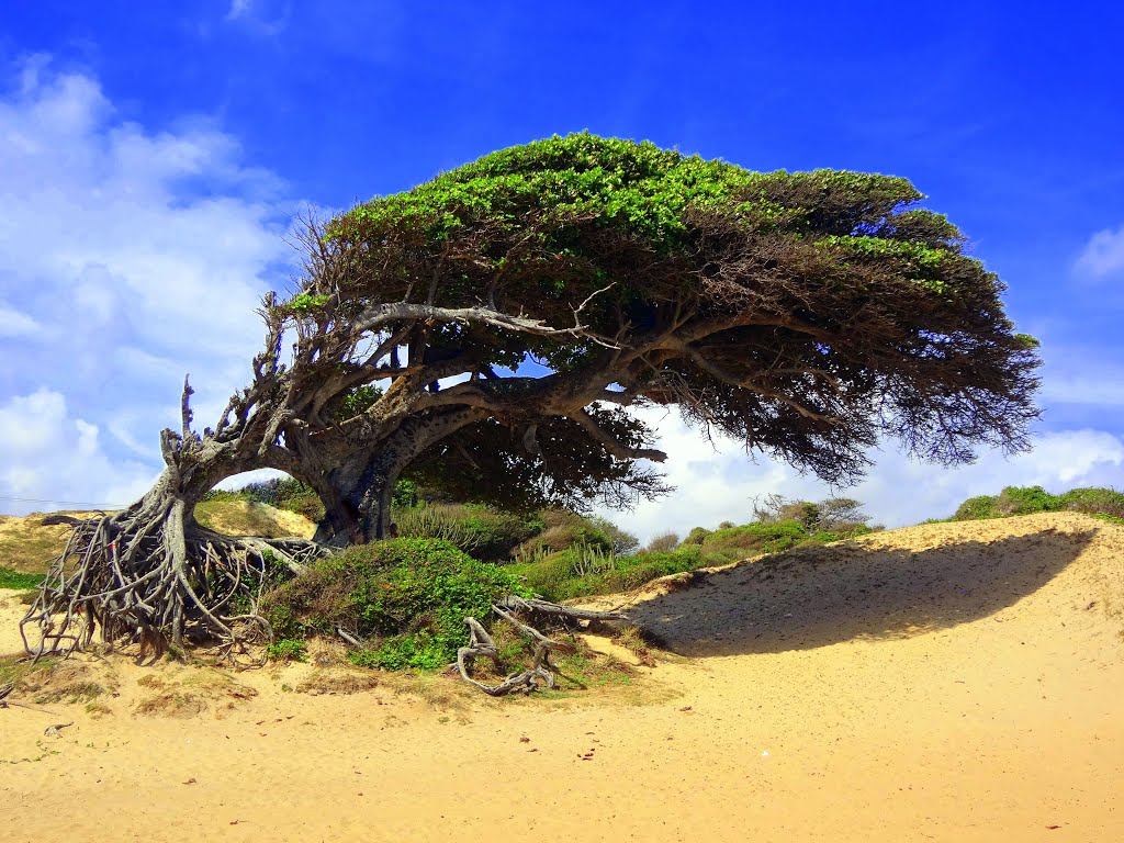 Maxaranguape - State of Rio Grande do Norte, Brazil by T-6