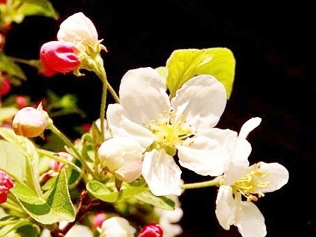 Arrangement mit Blütenzweig by Baden de