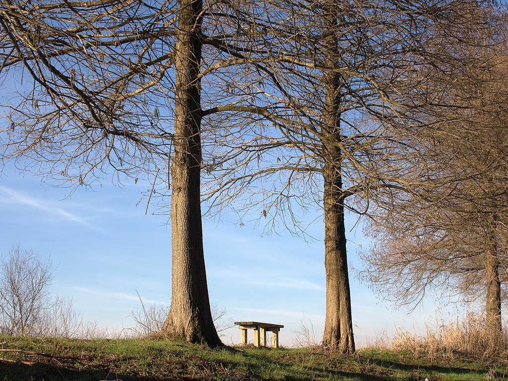 Alberi a Po by fabrizio berni