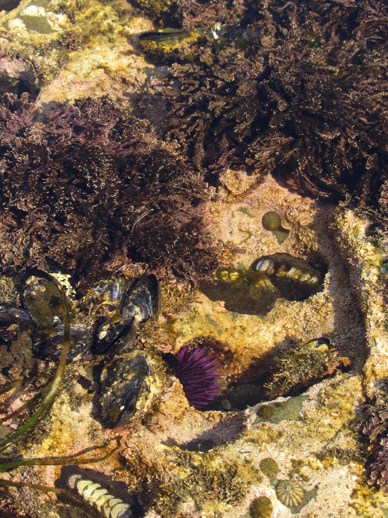 Mussels, Chitons & Urchin at Botanical Beach by Chris Sanfino