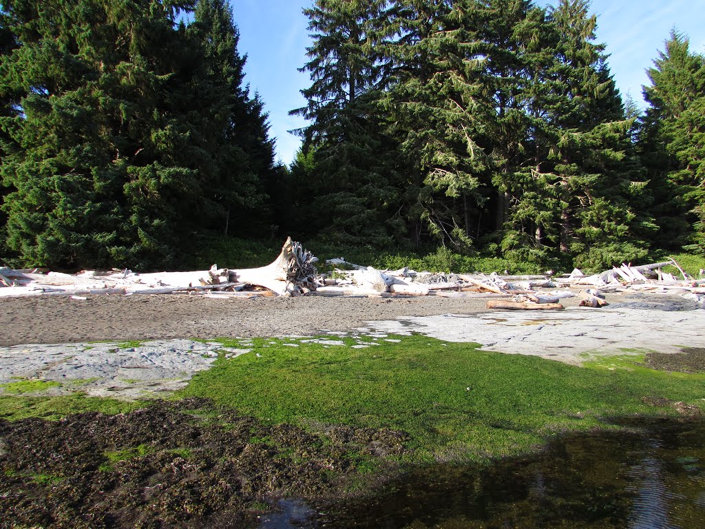 Driftwood & Algae on Botanical Beach by Chris Sanfino