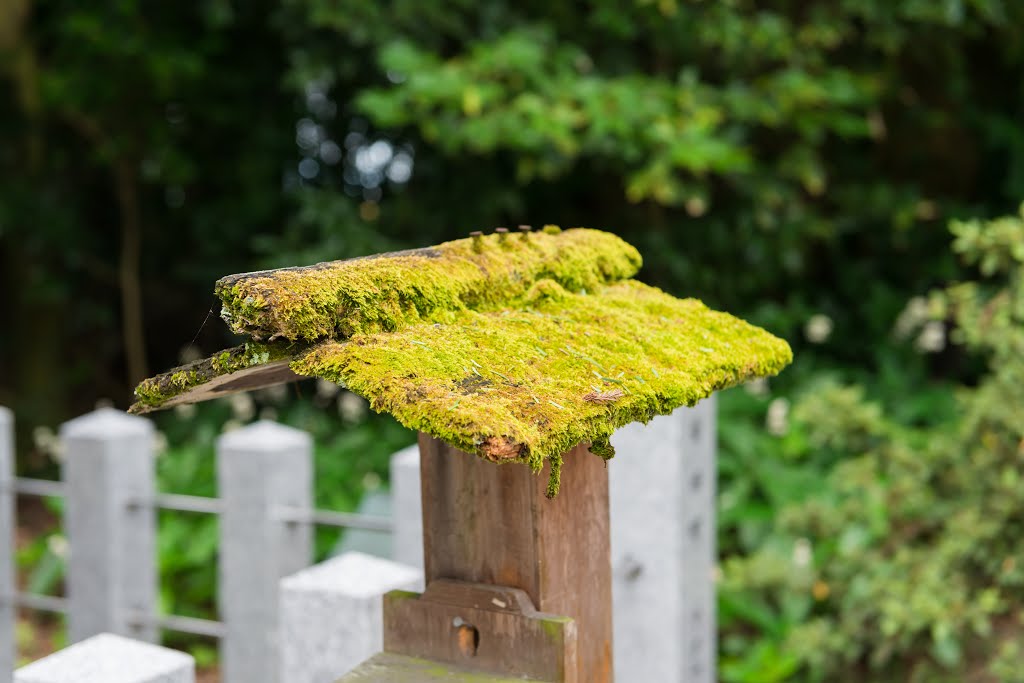 OhyamatoJinjya（大和神社）,2010719,32 by potiyama