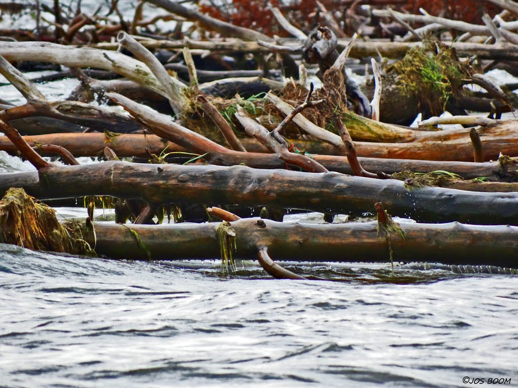 Trees washed ashore by Jos Boom