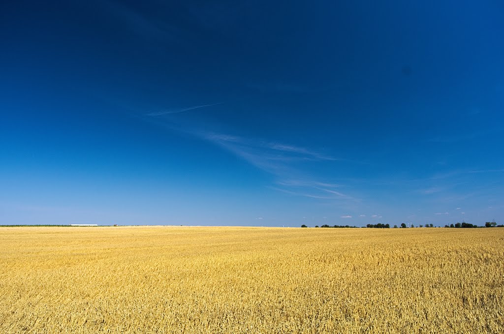 Summer what field by Aleksander Kwiatkows…