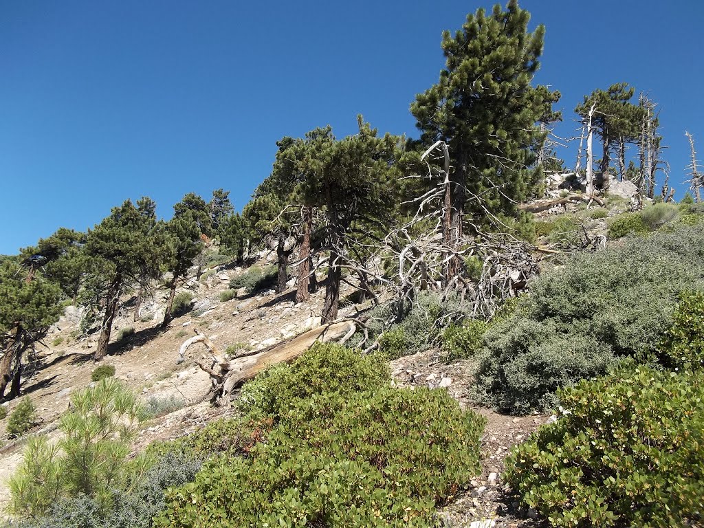 Wind Blasted Jeffrey Pines (Pinus jeffreyi) Enroute to Mt. Islip (8,250')- 8/1/15 by Brian Powell