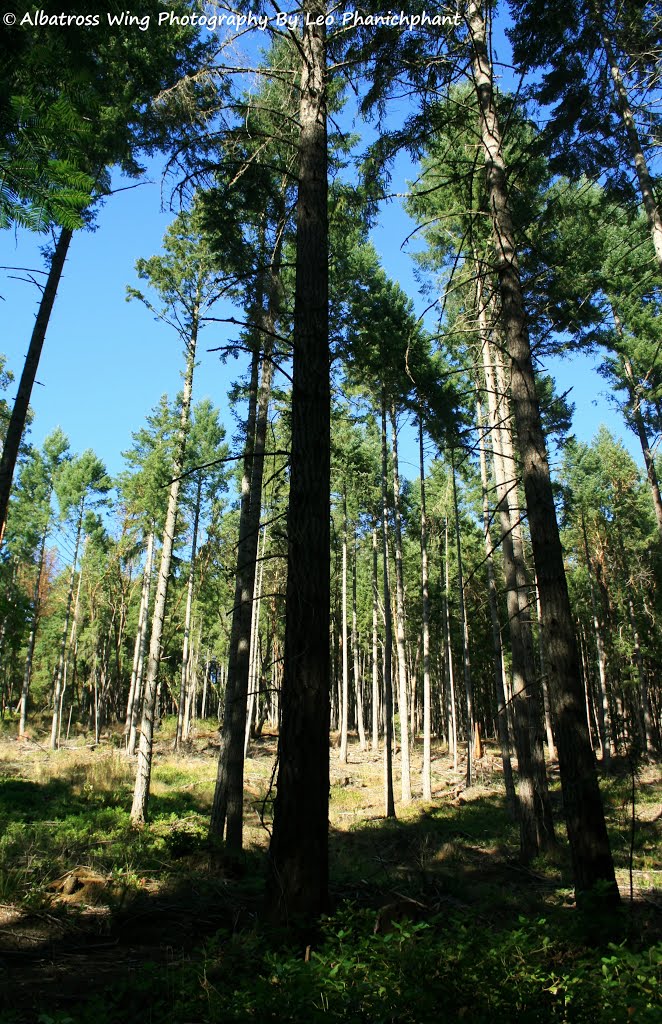 Pine Trees by Leo Butchaiwang Y. P…