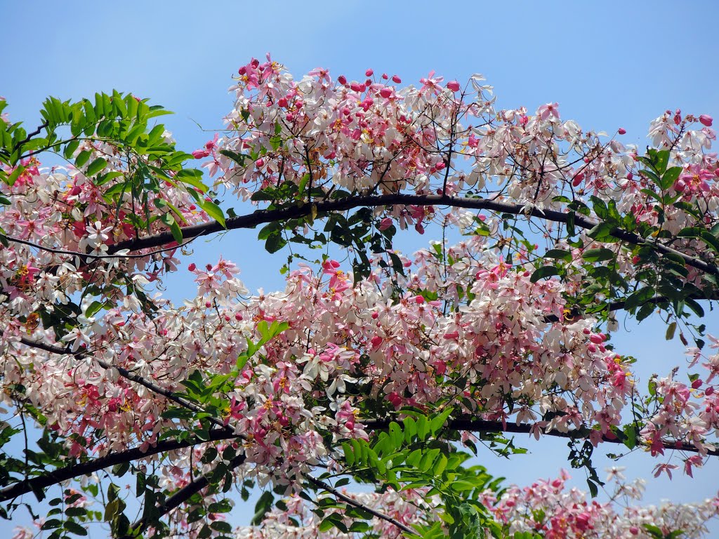 Cây muồng hoa đào by Đào Việt Dũng