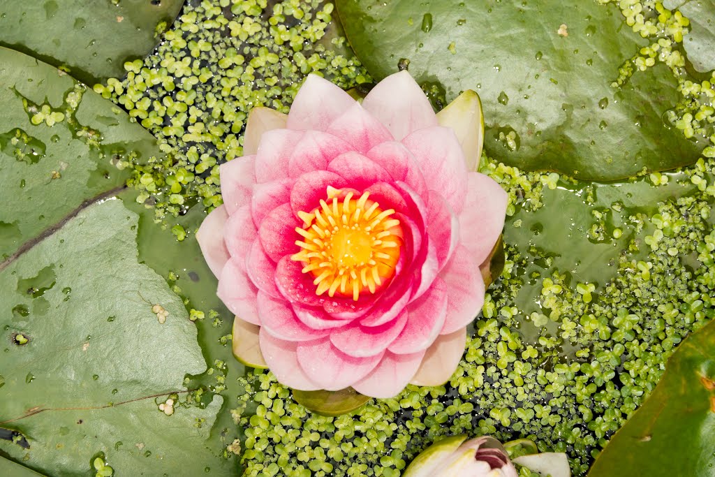 Bodnant Gardens Water lily by Welsh Wizard