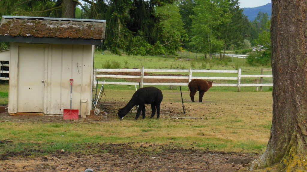 Rocking Horse Pub - farm animals (alpacas?) (Nanoose, BC) by Ingemar Olson