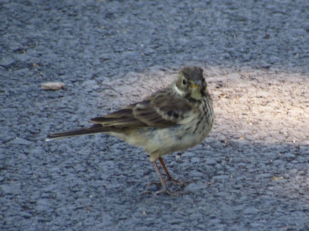 Sparrow on Hurricane Ridge by Chris Sanfino