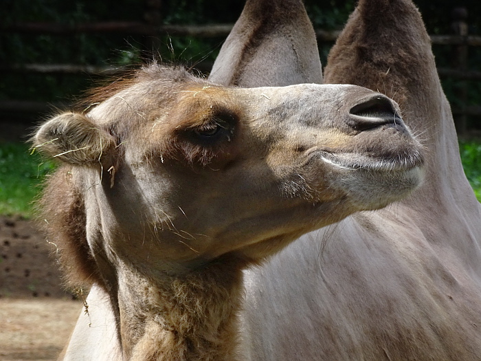 Debrecen, zoo by Gabilla Katul Temesv…