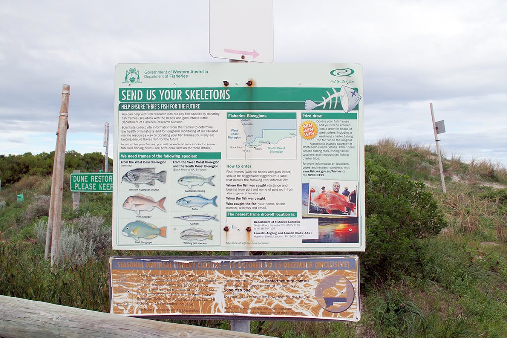 Fishes at Lancelin by Daan Prinsloo